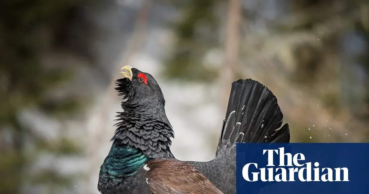 Scotland's rarest grouse shows first real signs of recovery