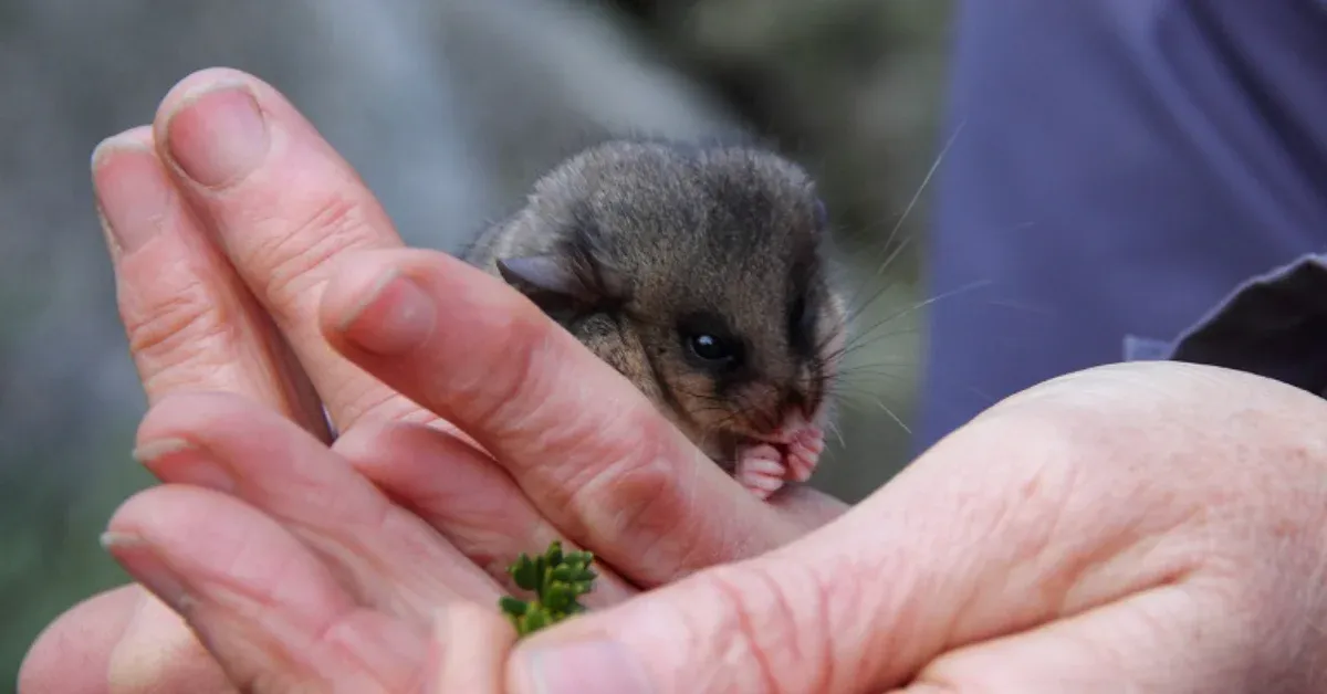 Hamster-sized 'burramys' had to cross a major roadway during mating season. So scientists built them a 'tunnel of love'