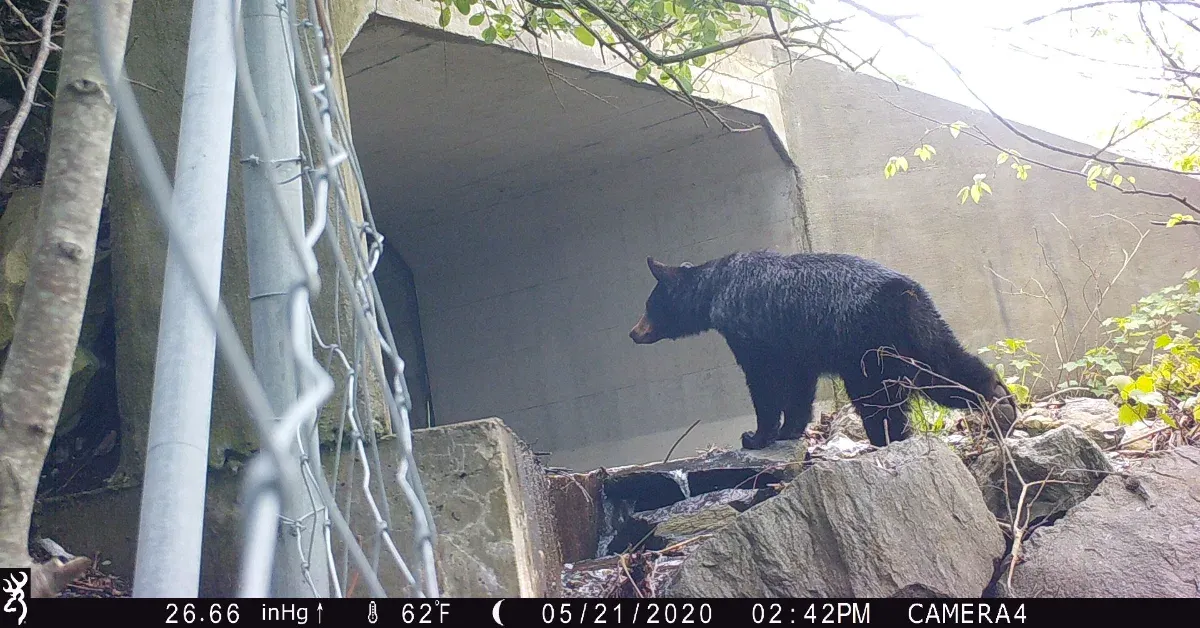 North Carolina just voted to protect animals in the Great Smokies with historic investment in wildlife crossings