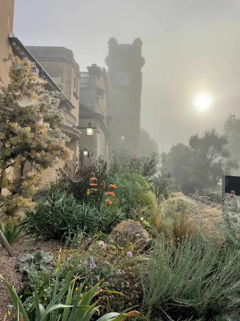 A misty view of a xerophytic garden