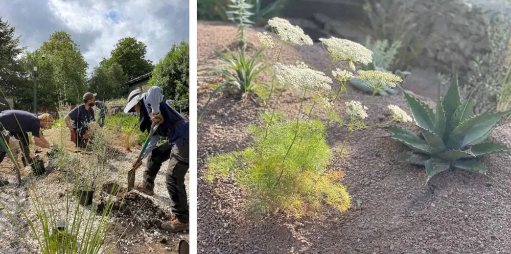 Plants growing in a rubble garden with a stone wall in the background