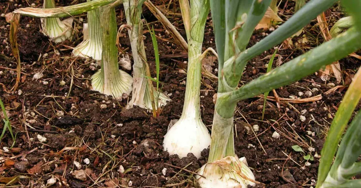growing spring onions