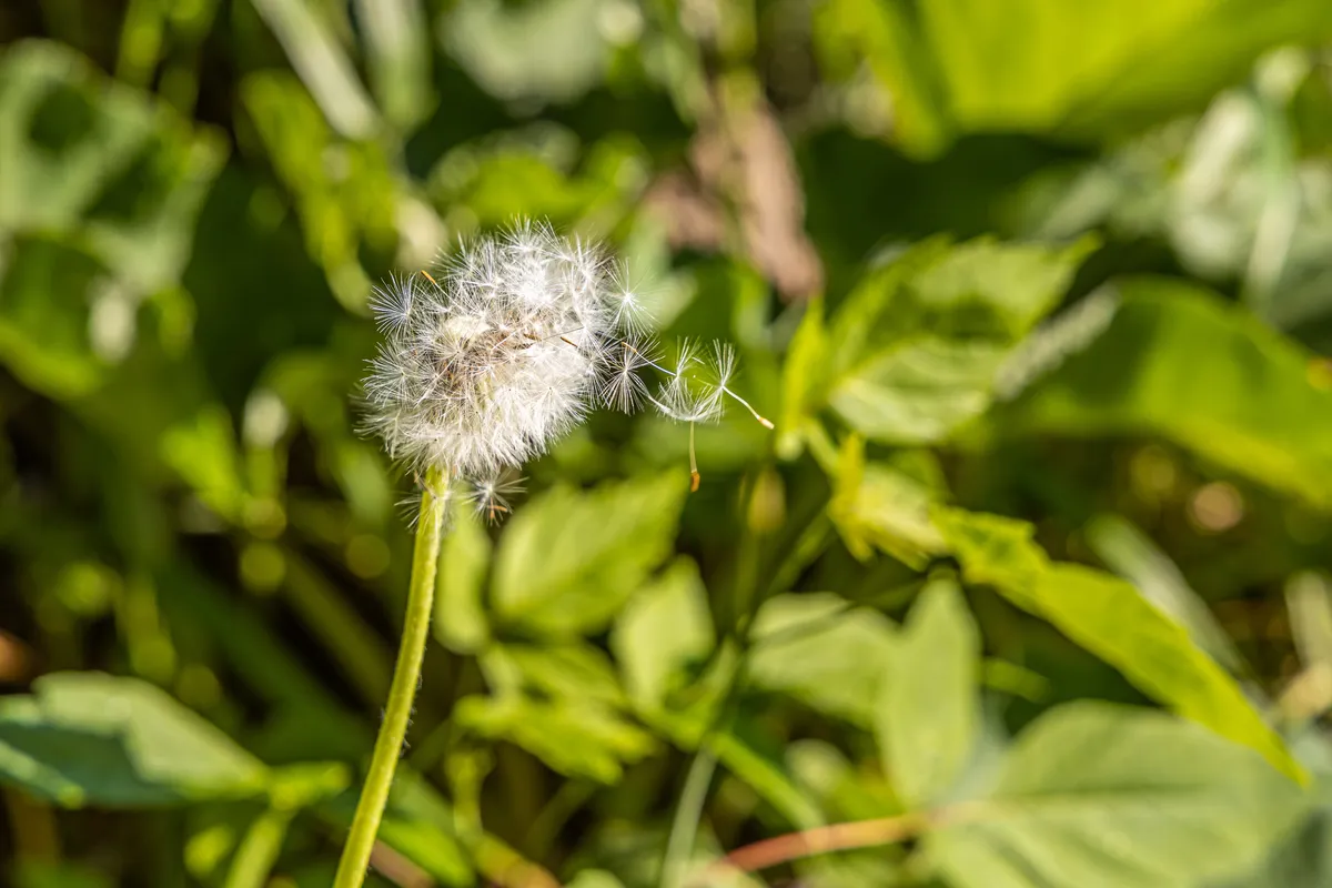 The gardening window most people miss: late summer and early fall weed control