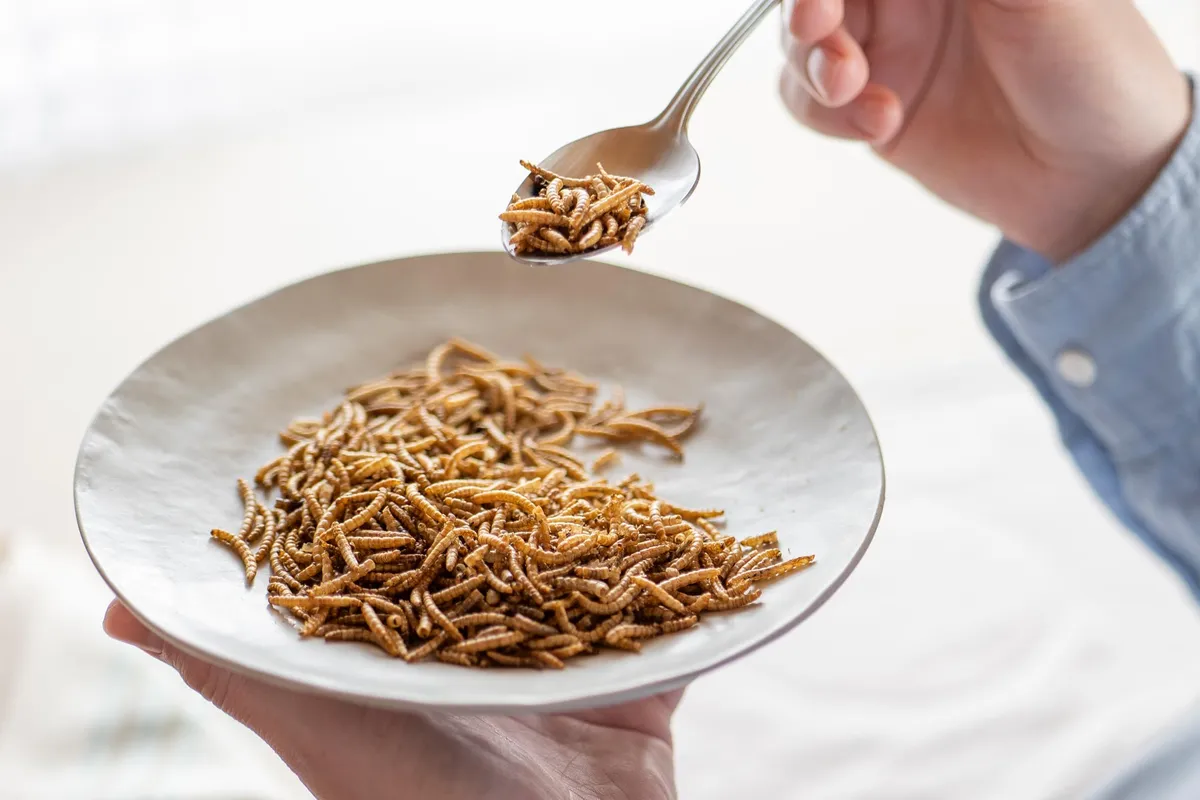Why You Hate Eating Bugs? Blame Your 9,000-Year-Old DNA