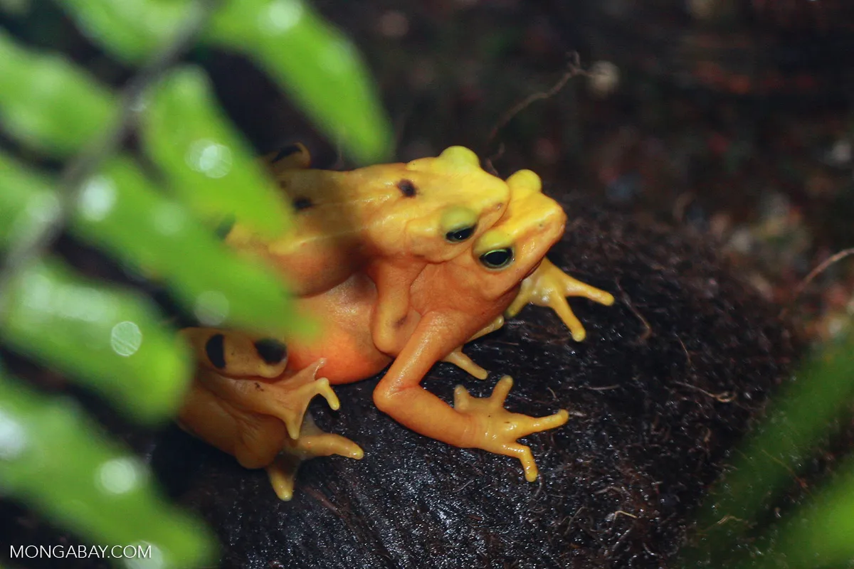Panamanian golden frogs are back in the wild after vanishing for 15 years