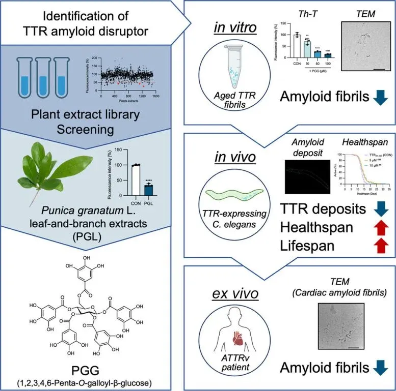 Disruption of Transthyretin Amyloid Deposits by a Pomegranate Derived Natural Compound