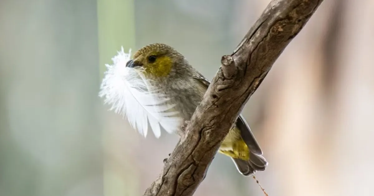 Scientists gave endangered birds 'insecticide-sprayed' feathers to help them build new nests. It saved them from a deadly parasite