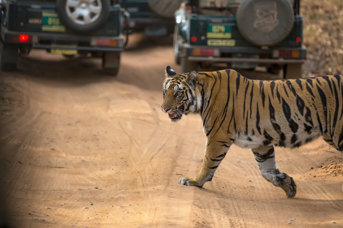 Want to See a Tiger? Let These Women Be Your Guides