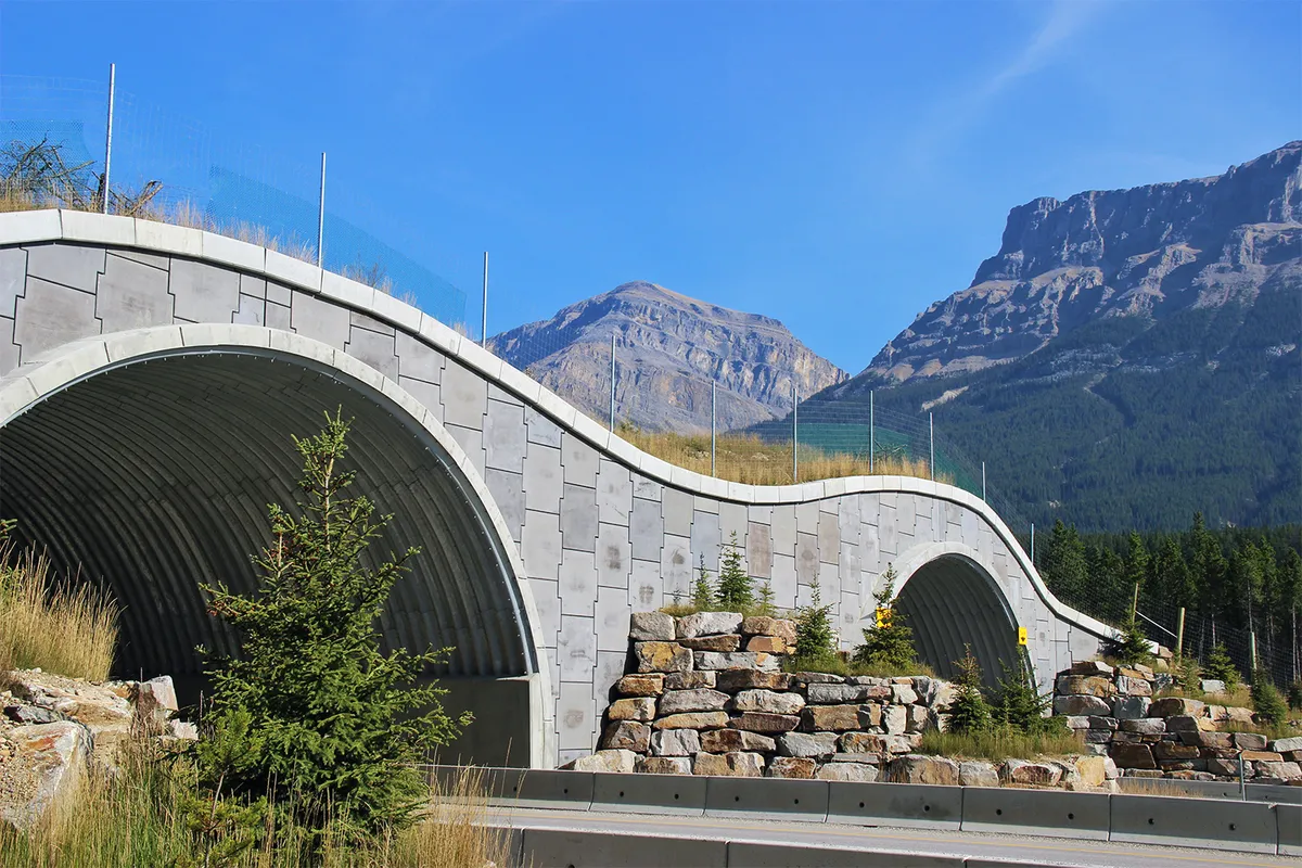 A win-win, animal crossings make roads safer for wildlife and people