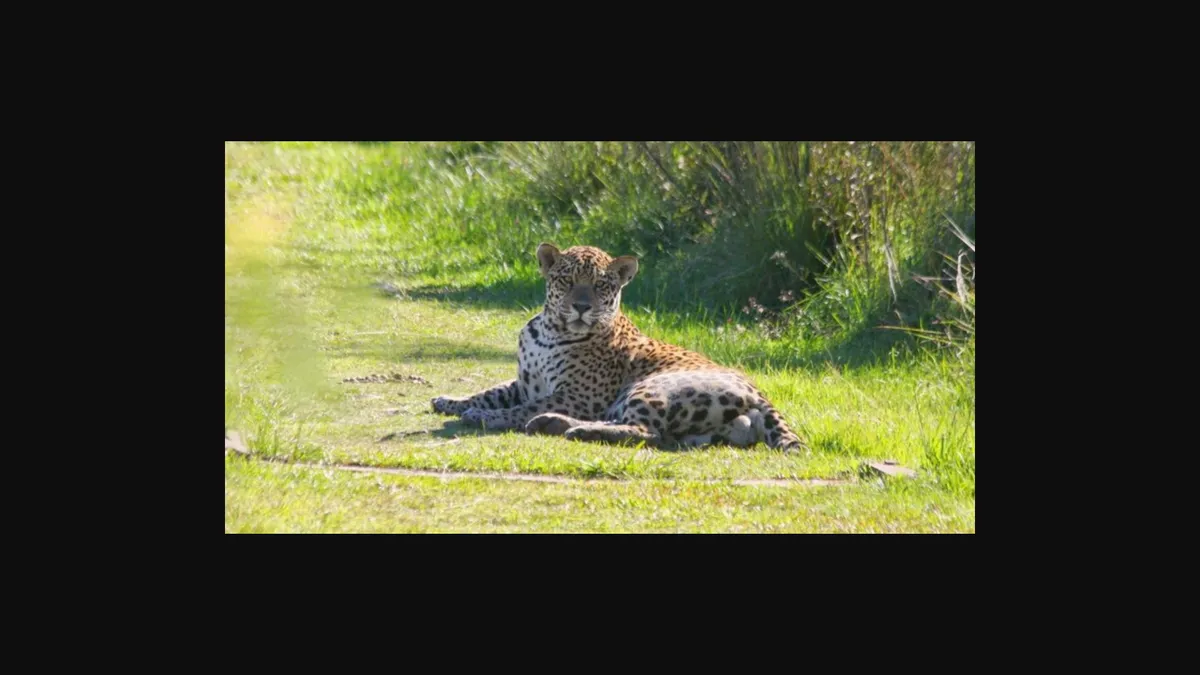 Ombú, a young male jaguar, looks towards the camera.
