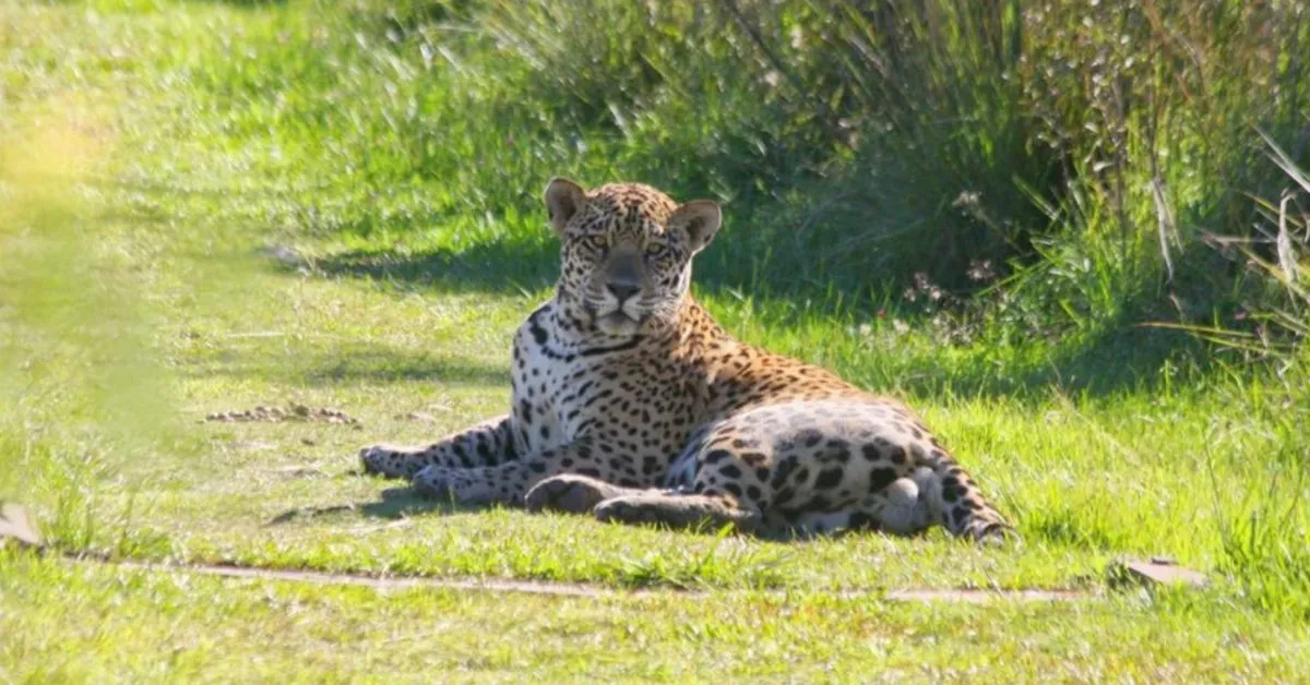 Jaguars were pushed to the brink of extinction in Argentina 70 years ago. Now conservationists are celebrating their return