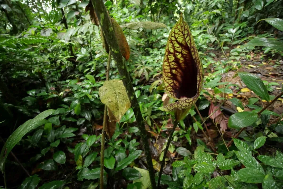 That Plant Thought Extinct? It Was Just Playing Hide-and-Seek.