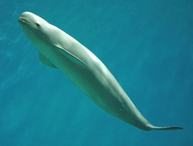 India's Elusive Porpoises Are Everywhere — If You Listen Closely