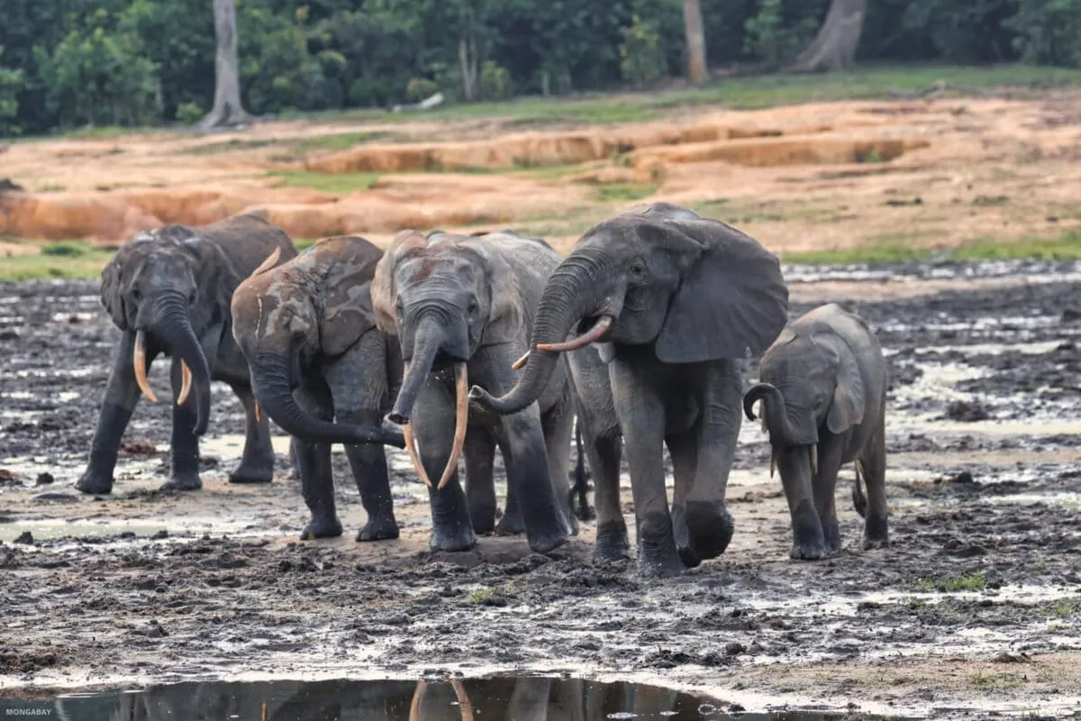 A unique clearing in Central Africa draws elephants from the dense forests