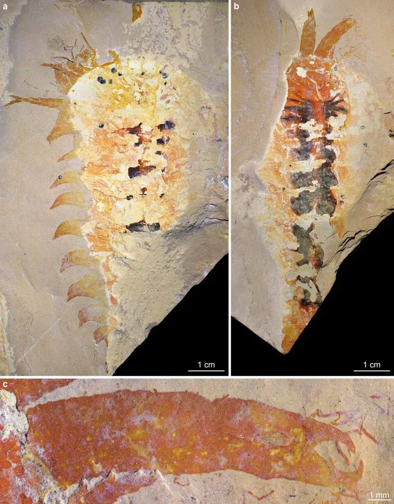 Cambrian Chelicerate Megachelicerax Cousteaui