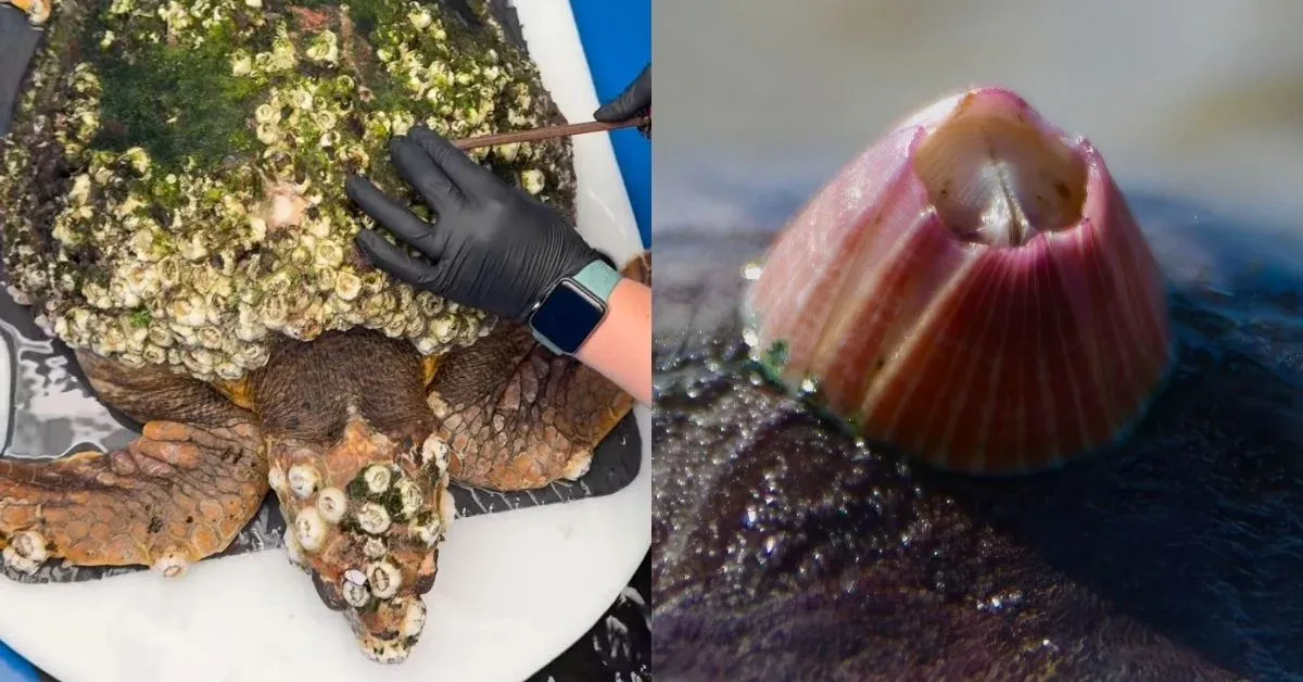 This sea turtle had an incredible 92-day recovery. See the day she finally got her barnacles removed
