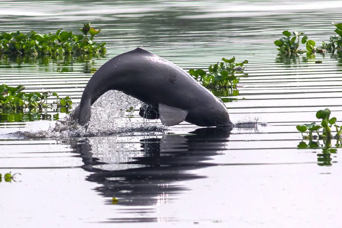 Against All Odds, Dolphins Are Thriving in One of the World's Dirtiest Rivers