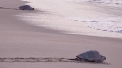 Thousands of Sea Turtles Just Threw a Massive Beach Party in Mexico