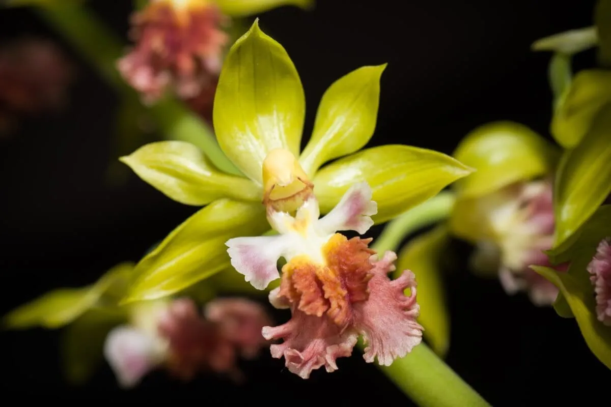 Restore Myanmar's Endangered Flora: Collaborative Data Unlocks Botanical Treasure