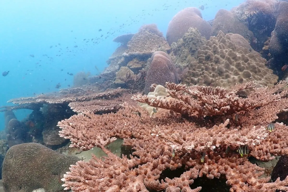 Coast-to-coast coral assessment reveals Thailand’s reefs losing complexity
