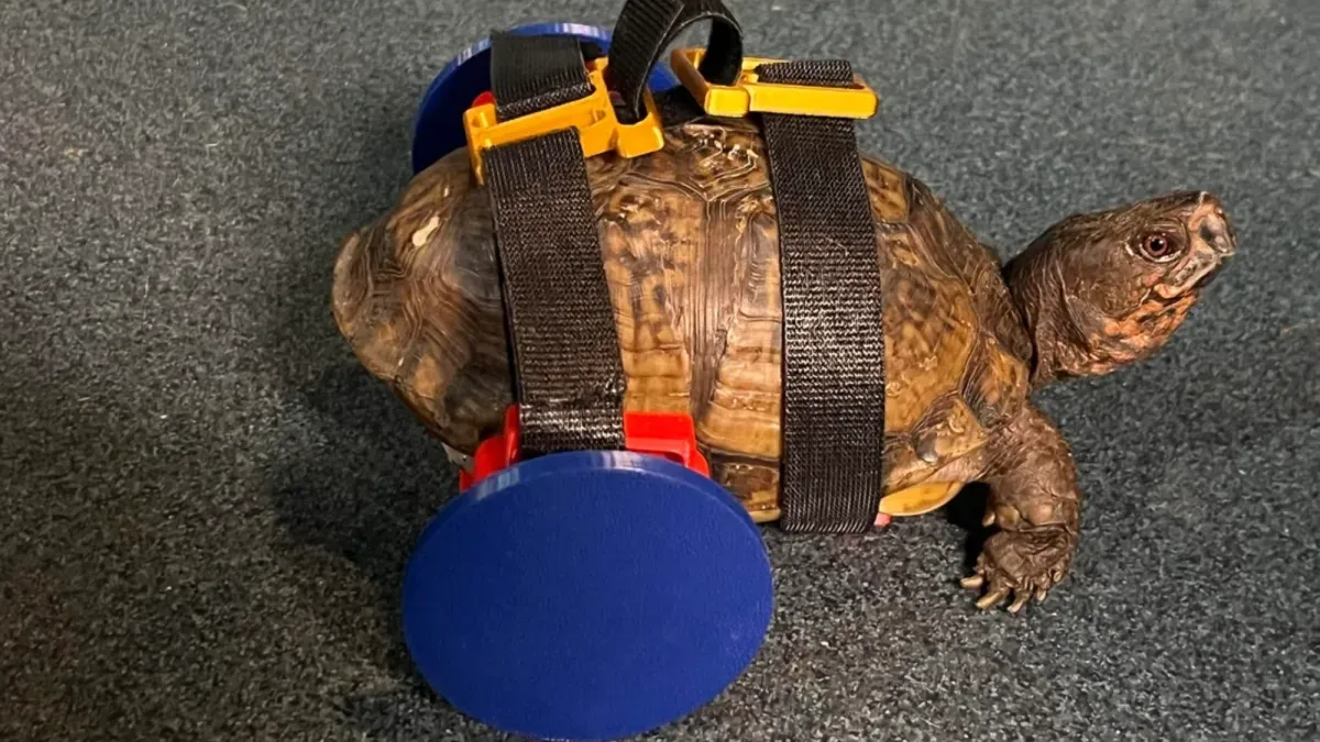 A 3D-printed wheelchair is helping this turtle walk again