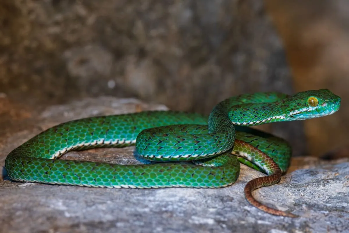Scientists Found a Turquoise Pit Viper and 10 Other New Species in Cambodia