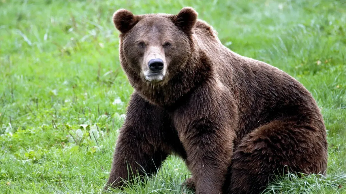 Hiker Miraculously Survives Encounter with Grizzly Bear and Her Cub