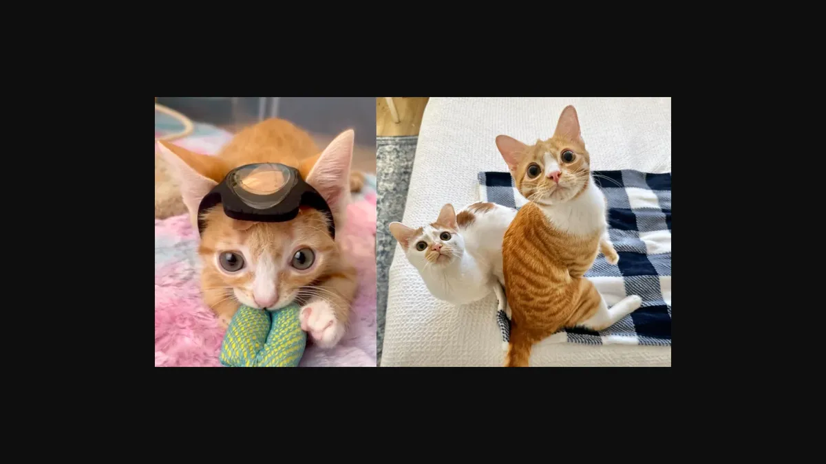 Bunny as a kitten.