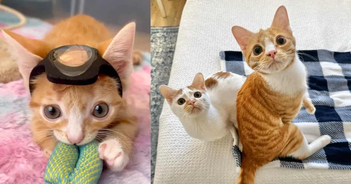 Two disabled cats are going viral for beating all the odds: '5.5 half legs, three claws, two crooked tails, one titanium skull'