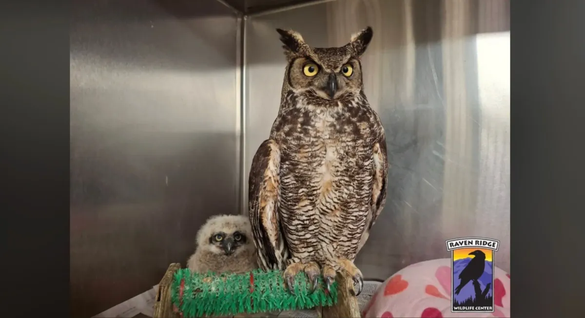 Article illustration