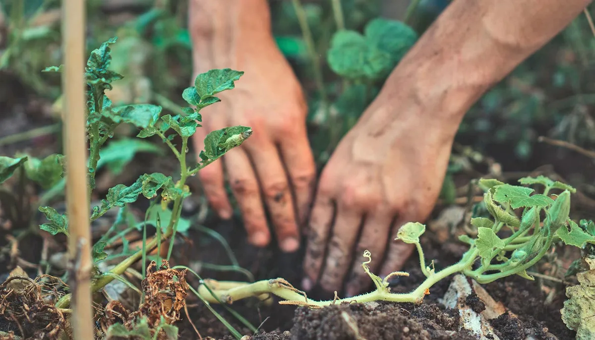 Dirt discovery could lead to better climate change projections