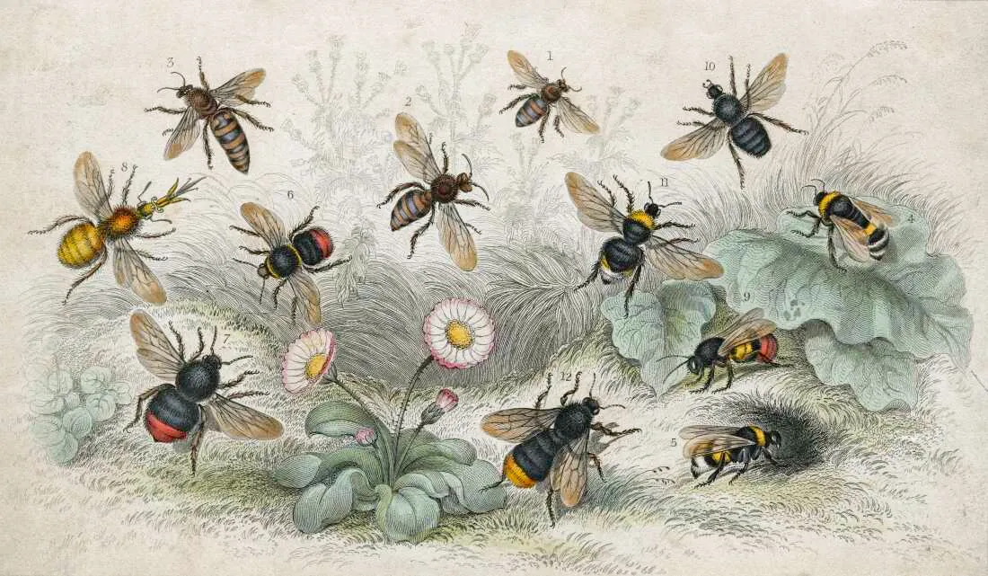 An engraving of various bees next to some flowers.