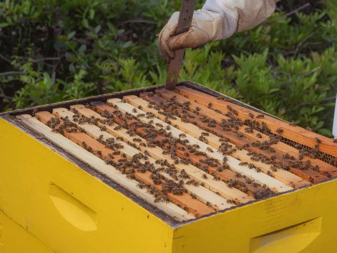 Bees in a wooden hive at Sager Farms.