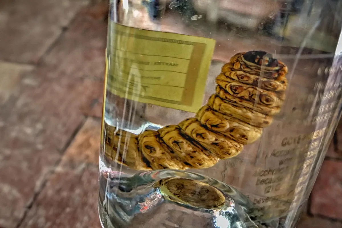 Mezcal “Worm” in a Bottle Mystery: DNA Testing Reveals a Surprise