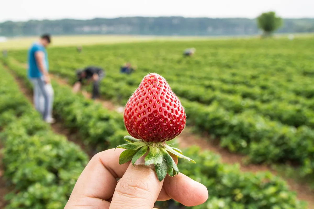 Scientists crack the genetic code of modern strawberries