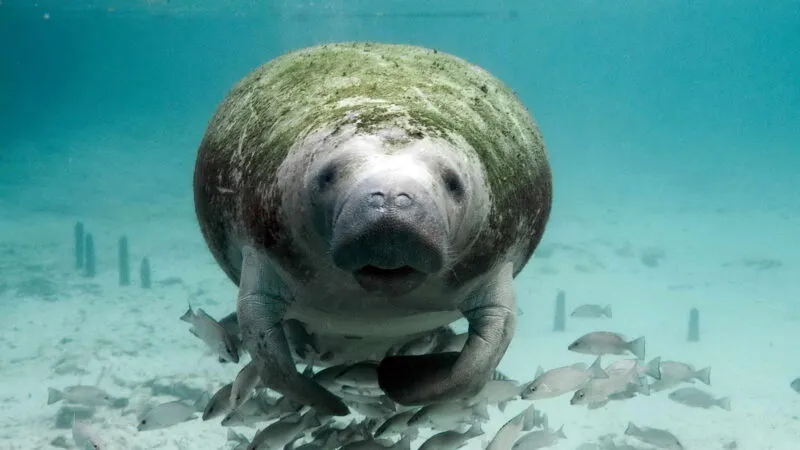 Cuba’s Biodiversity is Under Threat. Who’s Actually Stepping Up?