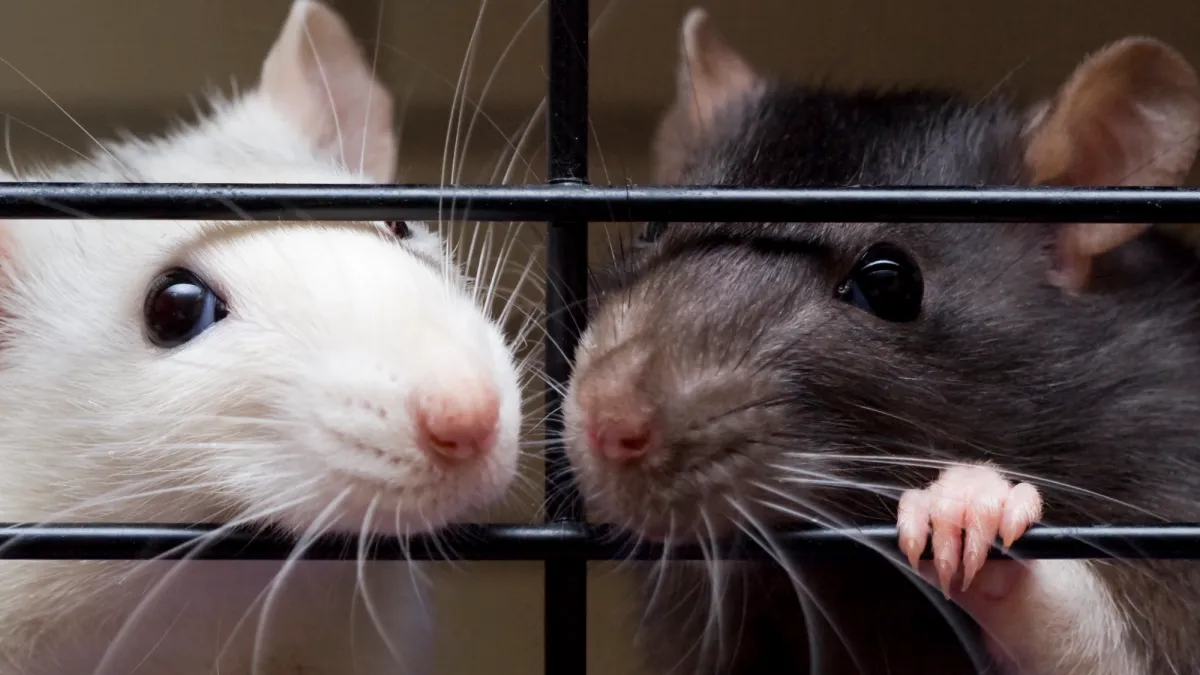 163 surrendered rats find homes across Massachusetts shelters