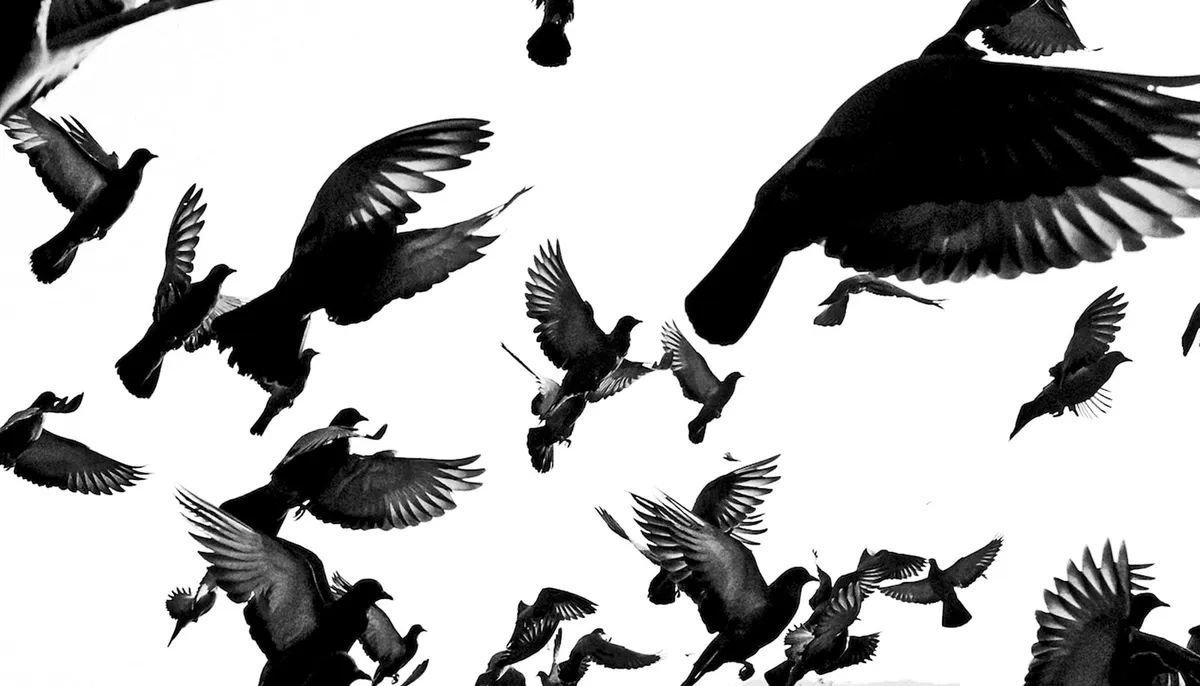 AI learns from bird flocks to write smarter, more accurate summaries