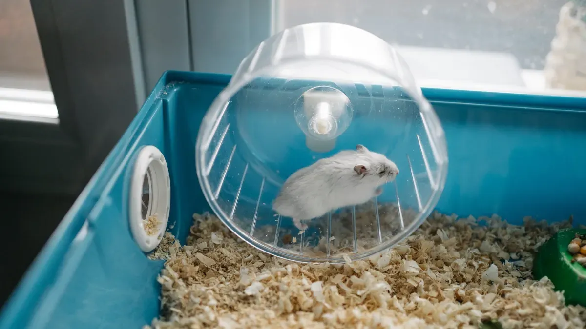 This Kid Built a Phone Charger Powered by His Hamster