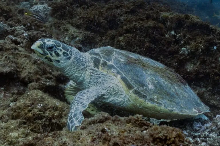 Article illustration