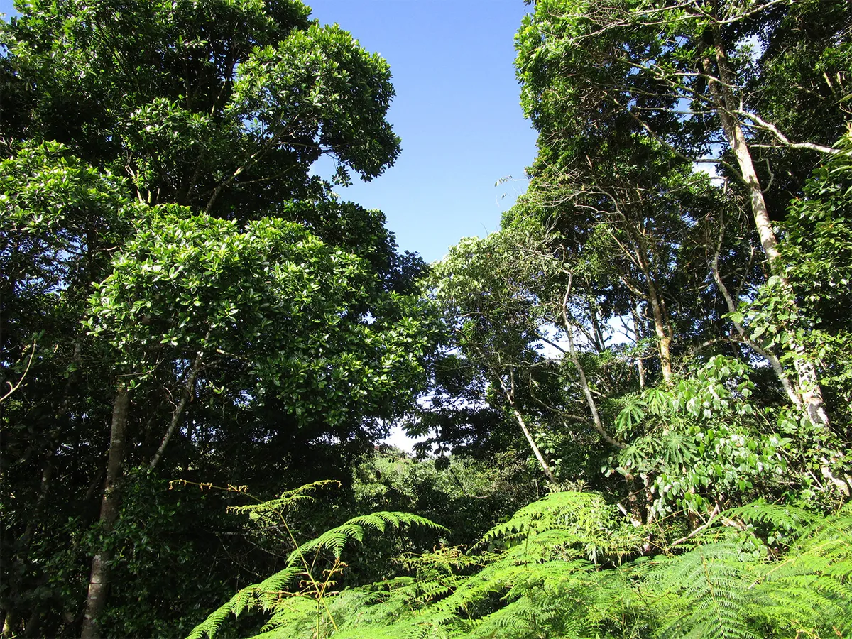 Article illustration