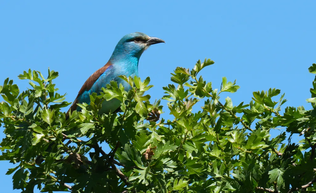 From Africa to Central Asia, the European roller’s migration builds relationships