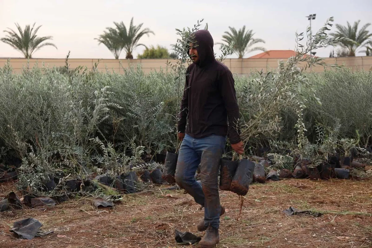 New olive groves plant hope across the West Bank