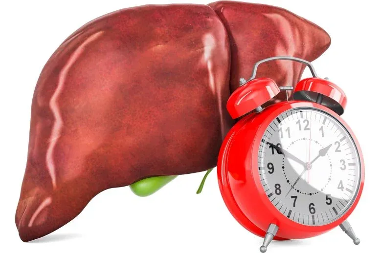 Your Liver Has a Secret Schedule. It Could Change Medicine.