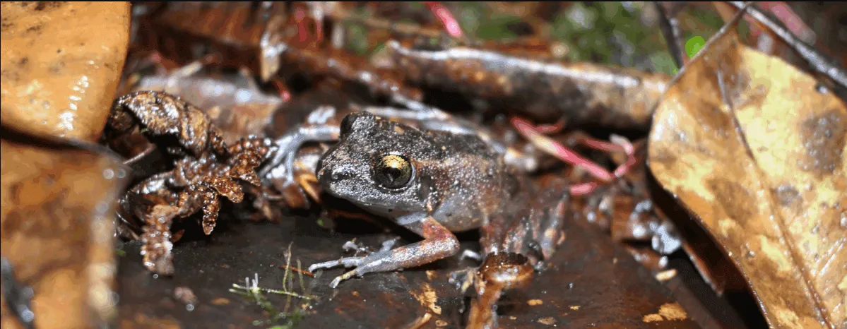 A new frog species emerges from Peru’s cloud forests — and it’s already at risk