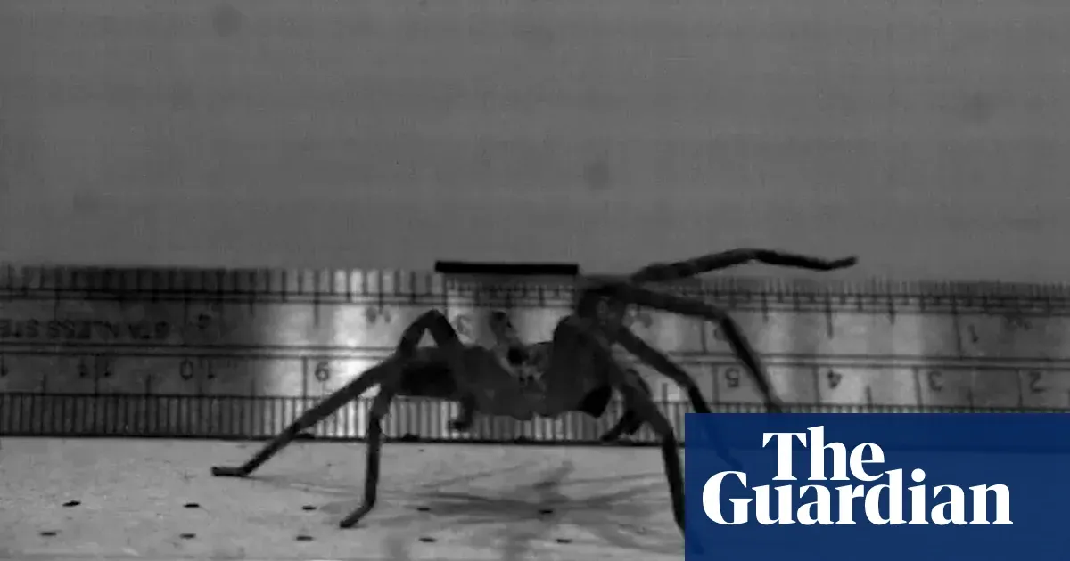 Fastest spider in the world? This huge, hairy-legged Australian arachnid may be the quickest on the planet