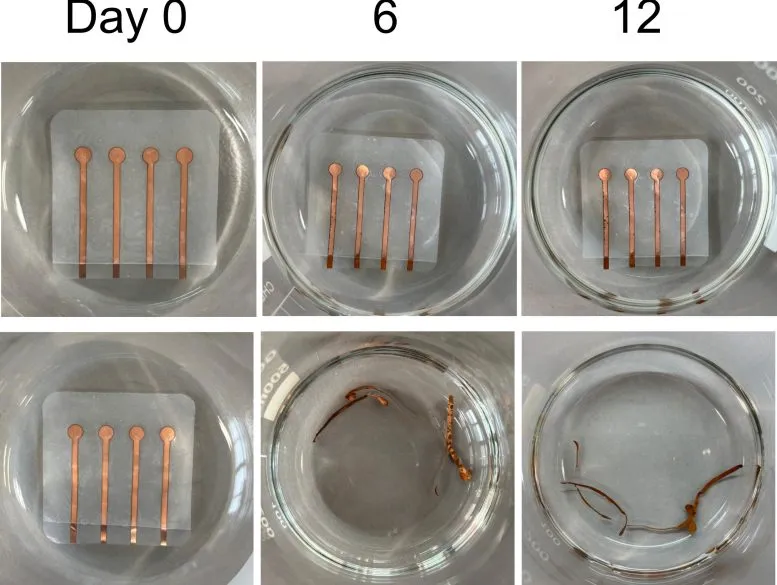 Living Plastic Degradation Over Twelve Days