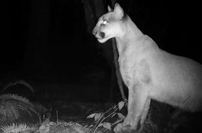 Turns Out, Mountain Lions Are Making Your Commute Safer