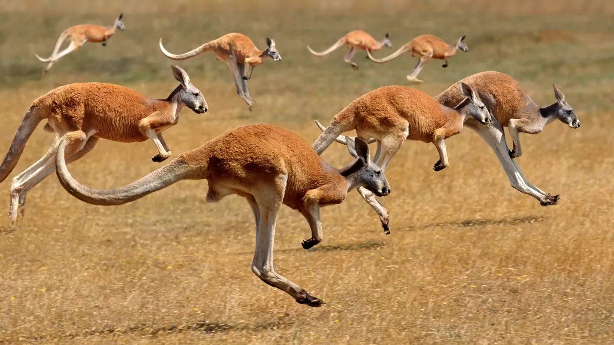550-pound Ice Age kangaroos could still hop
