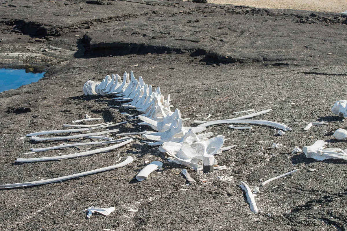 Scientists Discover a 5-Million-Year-Old Whale Graveyard Deep Beneath the Indian Ocean